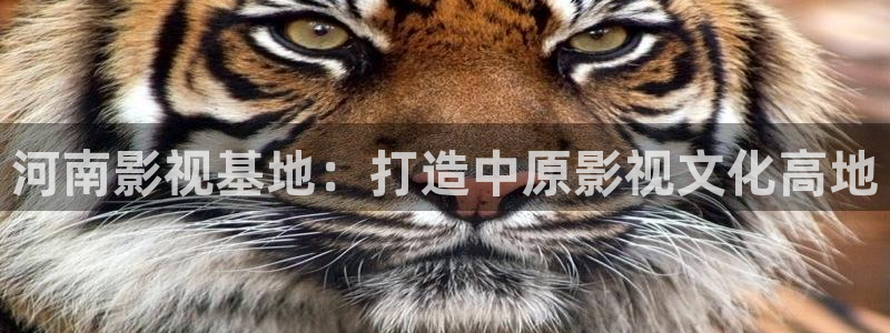 斑马街影院：河南影视基地：打造中原影视文化高地